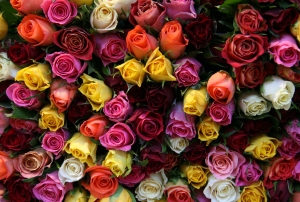 pretty flowers roses